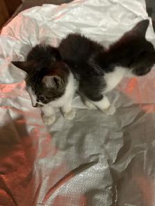 TWO KITTENS - Photo 3