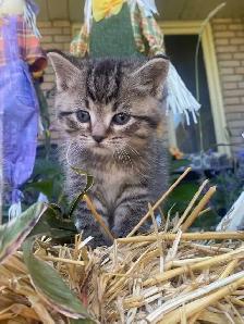 Beautiful Bengall Kittens- Ready Now! - Photo 2