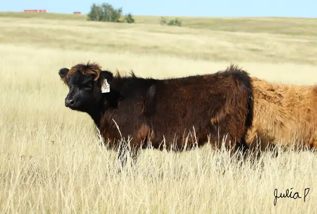 Highland Heifers