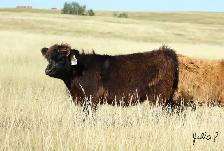 Highland Heifers