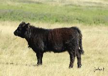 Highland Heifers - Photo 2
