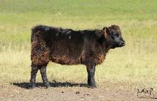 Highland Heifers - Photo 3