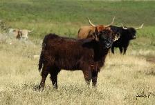 Highland Heifers - Photo 4