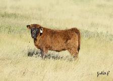 Highland Heifers - Photo 5