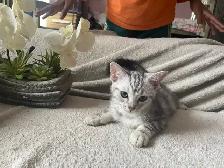 kitten available