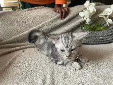kitten available - Photo 2