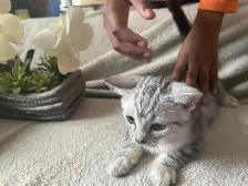 kitten available - Photo 3