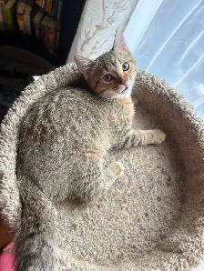 kitten available - Photo 4