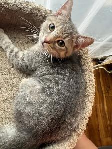 kitten available - Photo 6