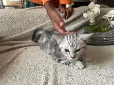 kitten available - Photo 8
