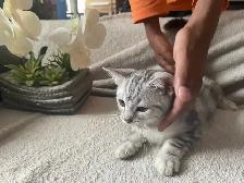 kitten available - Photo 9