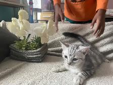 kitten available - Photo 10