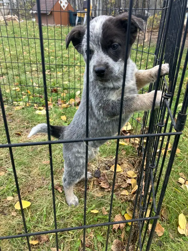 Blue Heeler puppies
