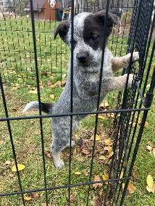 Blue Heeler puppies