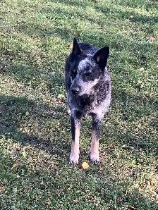 Blue Heeler puppies - Photo 2
