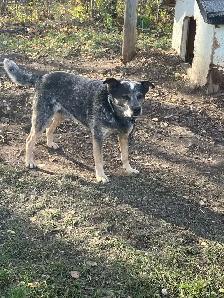 Blue Heeler puppies - Photo 3