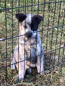 Blue Heeler puppies - Photo 4