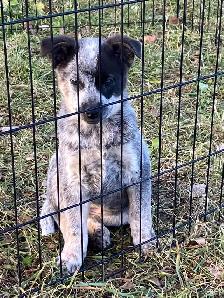 Blue Heeler puppies - Photo 5