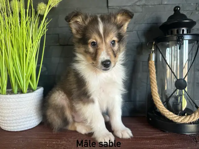 chiots berger shetland