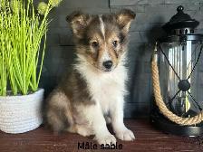 chiots berger shetland