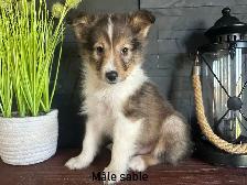 chiots berger shetland - Photo 2