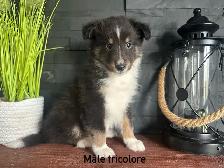chiots berger shetland - Photo 3