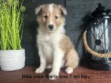 chiots berger shetland - Photo 6
