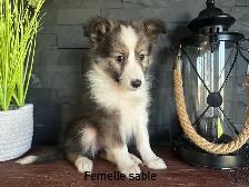 chiots berger shetland - Photo 7