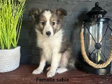 chiots berger shetland - Photo 8