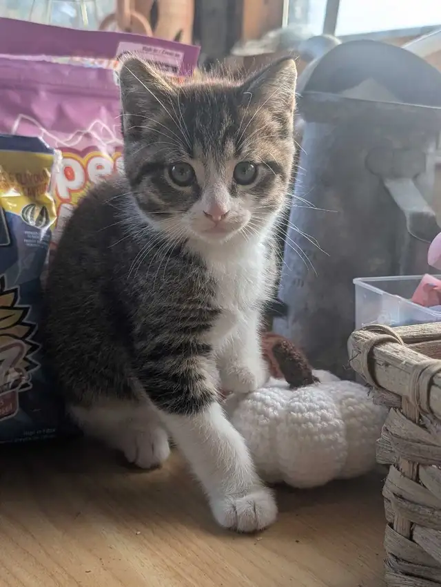 adorable boy kitten
