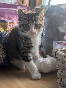 adorable boy kitten