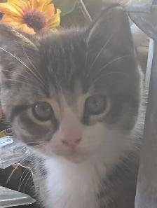 adorable boy kitten - Photo 2