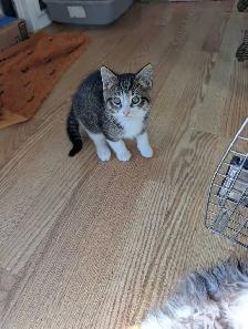 adorable boy kitten - Photo 3