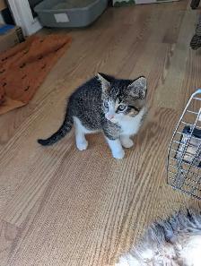 adorable boy kitten - Photo 4