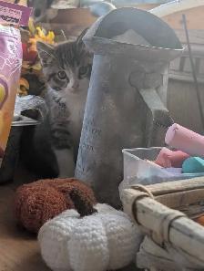 adorable boy kitten - Photo 5