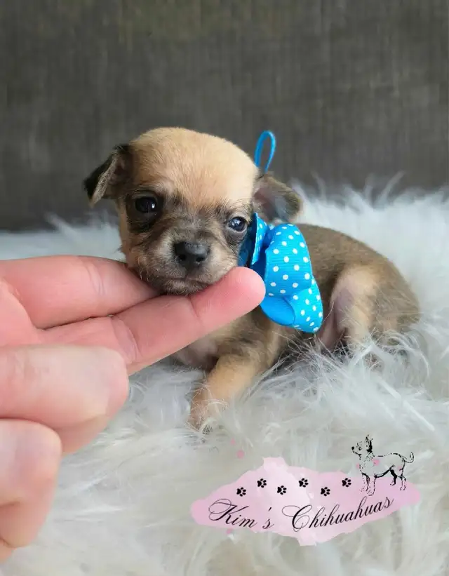 Chihuahua Puppies