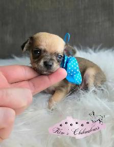 Chihuahua Puppies