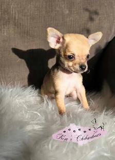 Chihuahua Puppies - Photo 2
