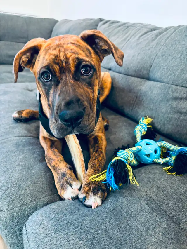 Chien à vendre