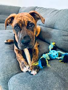 Chien à vendre