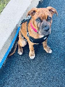 Chien à vendre - Photo 3