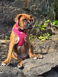 Chien à vendre - Photo 4