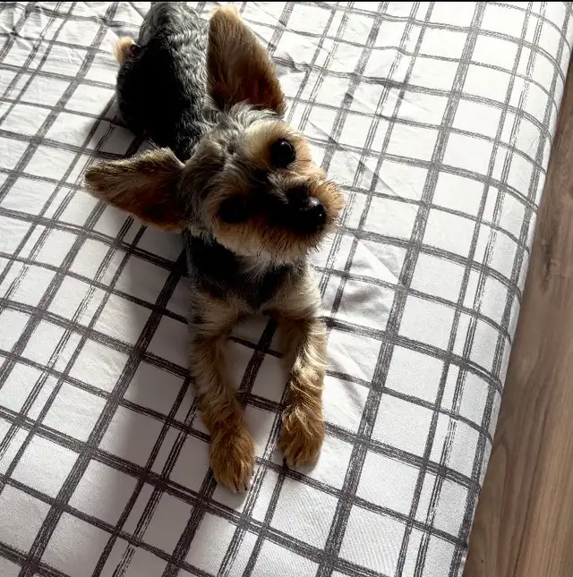 Chien Yorkshire 3 ans