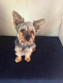 Chien Yorkshire 3 ans - Photo 2