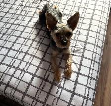 Chien Yorkshire 3 ans - Photo 3