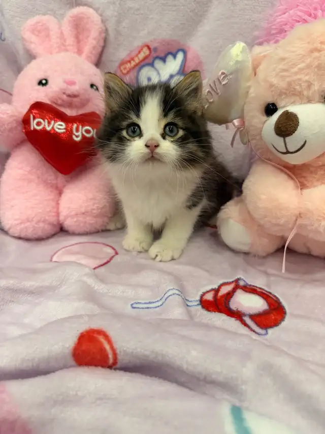 •••⭐️❤️ Siberian Kittens ❤️⭐️•••(647) 362-8118