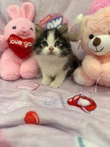 •••⭐️❤️ Siberian Kittens ❤️⭐️•••(647) 362-8118