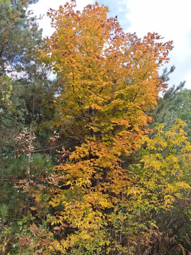 Fall leafs clean up