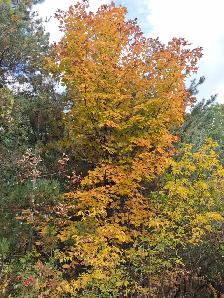 Fall leafs clean up