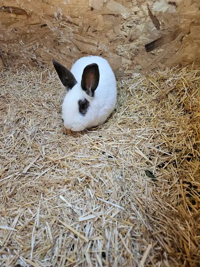 Male rabbit